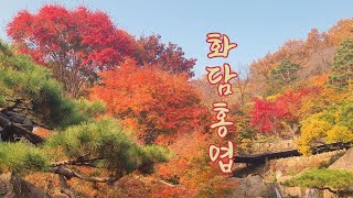 단풍 절정 화담숲 축제 하편 | 모노레일 2-3 구간 | 소나무정원 | 전통담장길 | 색채원 | Hwadam Forest Autumn Leaves Festival 2023