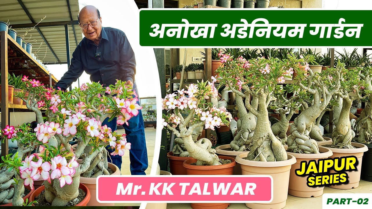 KK Talwar जी का 45 साल पुराना अडेनियम कलेक्शन | 45 Yr Old Adenium Collection of Mr. K.K Talwar 😯