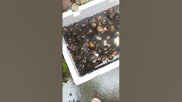 Ốc bưu nhốt trong thùng xốp, làm món gì?!!  |#shorts #nguyetmaivlog