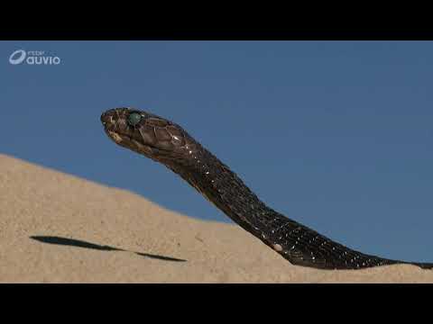 Vidéo: Serpent corail : caractéristiques, mode de vie, habitats