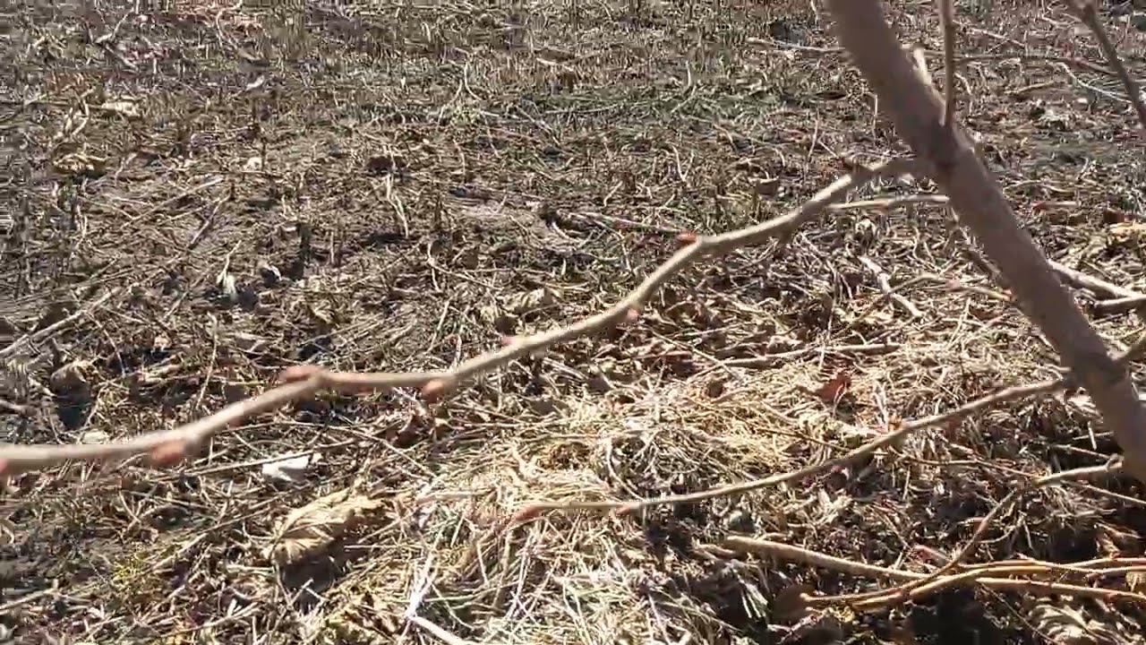 Обрезка Фундука,  формирую куст.