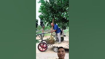 Chiếc Xe Vận Chuyển Cây Cảnh #farming