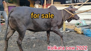 Desi Cow For Sale 98368 90884 Bankra Howrah Ajhar Bhai Kolkata Cow 2022