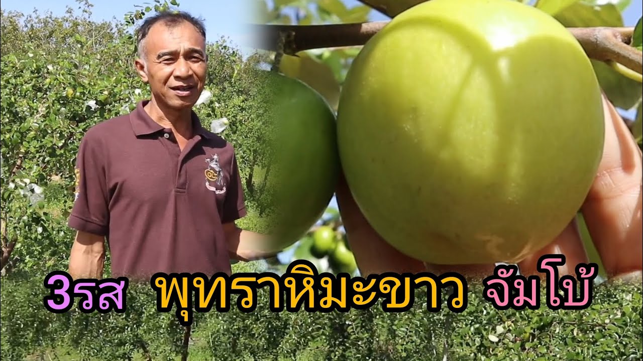 ปลูกพุทราพันธุ์หิมะขาว จัมโบ้ 3รส ให้ลูกใหญ่ดกหวานกรอบอร่อย 