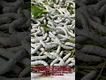 Silkworm Feeding Secrets: The Art of Perfect Mulberry Nutrition!