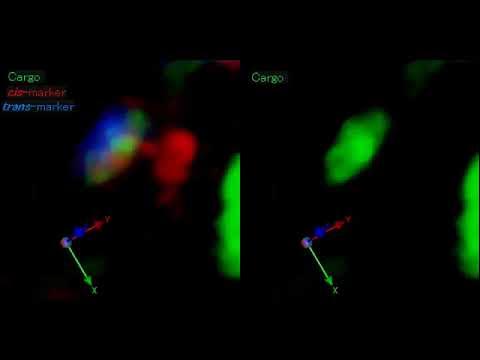 積荷タンパク質を保持したゴルジ体が成熟する様子（緑：積荷タンパク質、赤：シスゴルジマーカー、青：トランスゴルジマーカー）