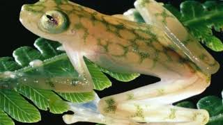 Glass frog  Facts  Interesting Facts about Glass frog  Facts about Glass frog