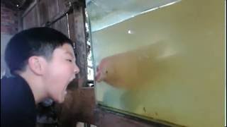 Un poisson imite les grimaces d'un petit garçon