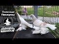 МОЛОДЫЕ ПОЯСНЫЕ ГЛАДКИЕ  ГОЛУБИ / PIGEONS / TAUBE #Gulsarinfo©