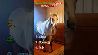 funny animals / funny animal videos 🎥🐾#shorts 🎬 #youtubeshorts 📱 #shortvideo ⚡ #viralshorts / EP43