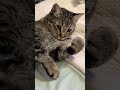 Chulothecat Ich Kann Nicht Im Bett Arbeiten Weil Er Sich Meine Stifte Schnappt Katze Katzen