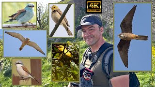 Download Lagu Lesvos Birding April 2025. Day 5. Roller, Eleonora's Falcon, Lesser Kestrel, Cinereous Bunting. MP3 Download Lagu Lesvos Birding April 2025. Day 5. Roller, Eleonora's Falcon, Lesser Kestrel, Cinereous Bunting. MP3