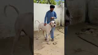 #bullykutta #pakistanibullykutta #doglover #dog