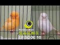 The Canary Room Season 3 Episode 10 - A Norwich Canary Special