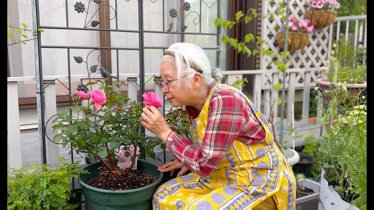 毎朝の薔薇、虫退治は欠かせません。花が開花して感激でした。G族を家に入れない作戦。洗い物が少ない料理が大好き！ピーマンの肉詰め。