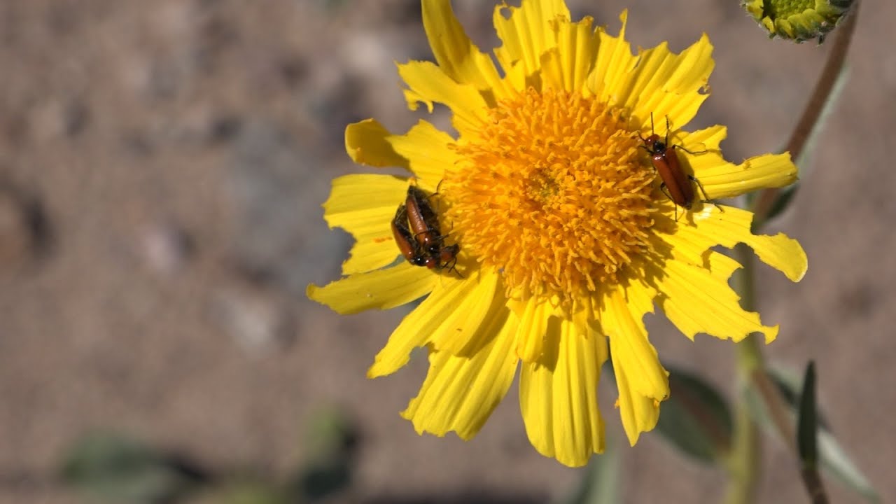 Death Valley Wildflowers ~ Superbloom