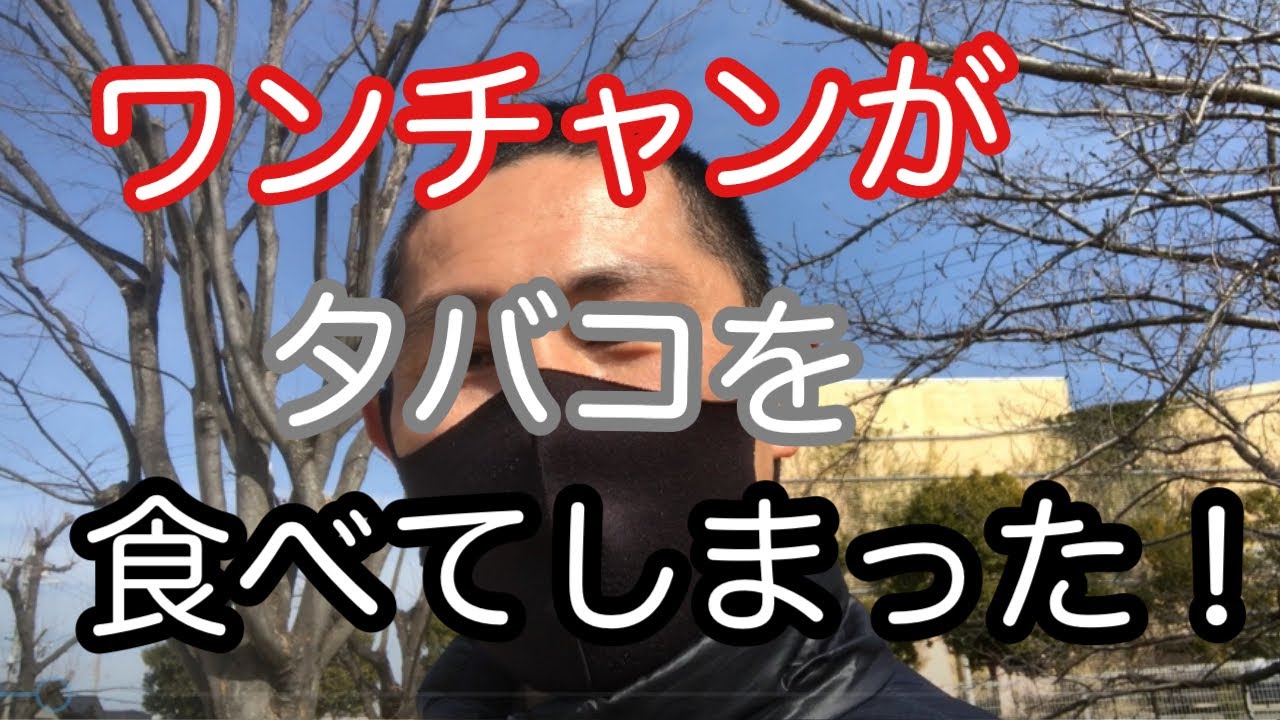 犬がタバコを拾い食いして起こりうる危険な症状 Youtube 犬がタバコを拾い食いして起こりうる危険な症状 Youtube