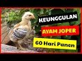 Janggel Jagung Untuk Pakan Ayam