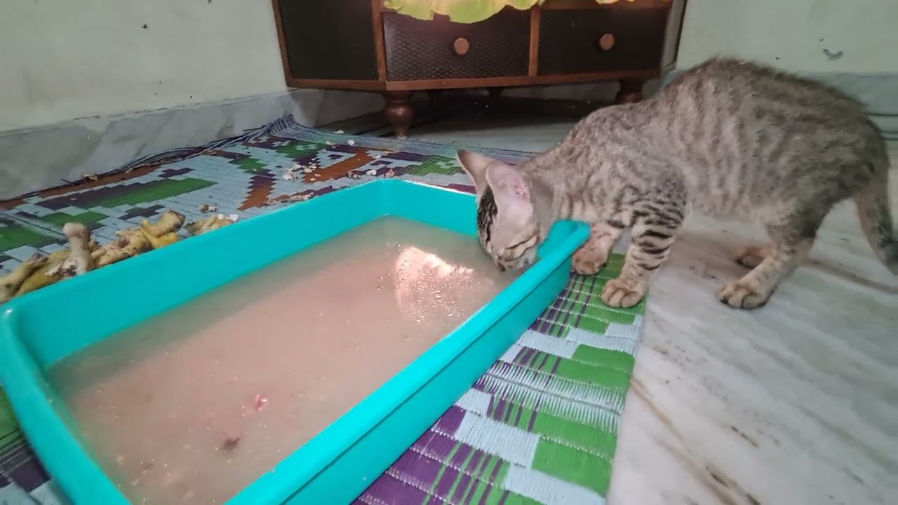 cats are waiting for chiken- 