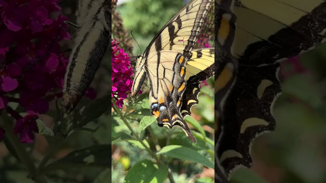 Swallowtail 