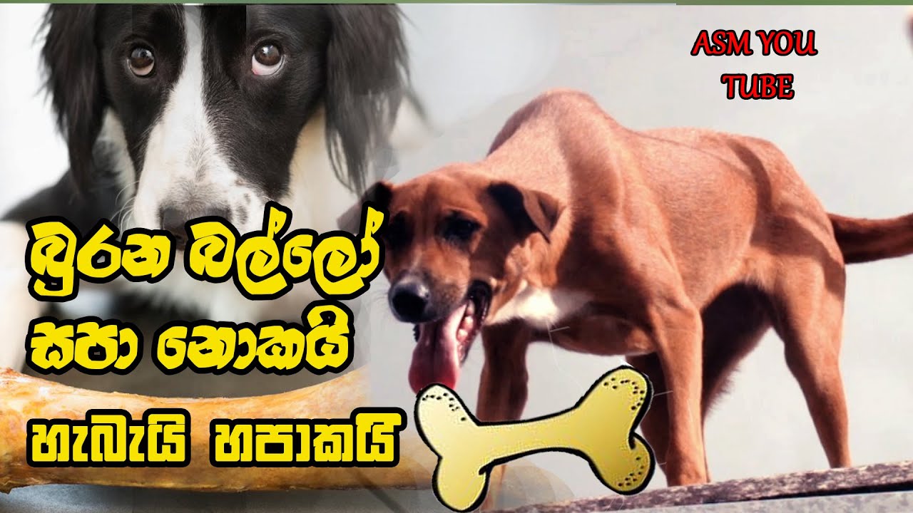 the shooting dogs YouTube