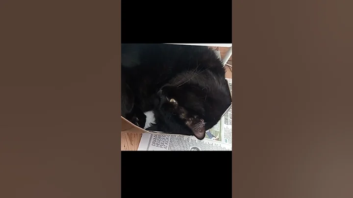 Watch the video about Cats vs Boxes 🐈😺 #catshorts #catshortsvideo #catshort #shortvideo #shorts #short #munchkin#blackcat