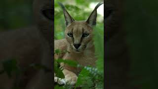 karakal #laboratoriumciekawostek #cat #zwierzaki #ciekawostkanadziś #wildcat #kot #caracal