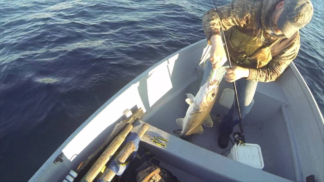 Cod Fishing Leading Tickles July 30, 2016 YouTube