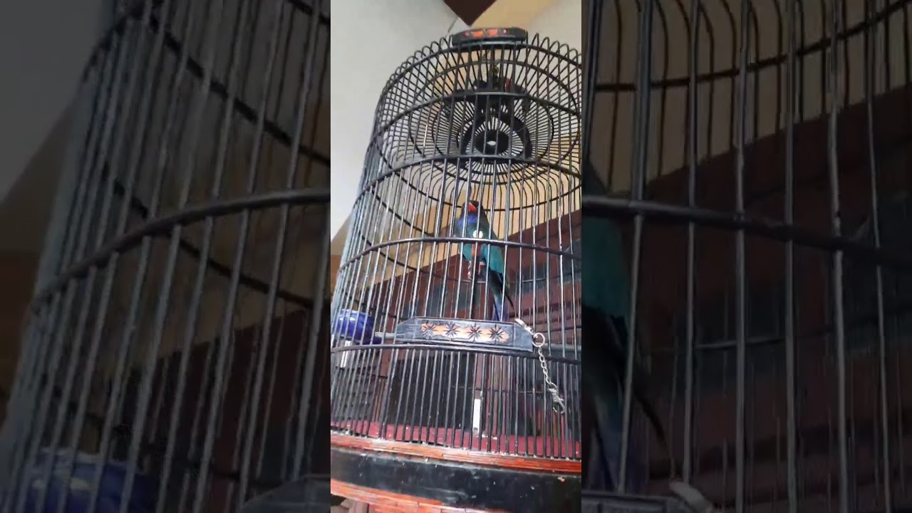 Suara original burung tengkek buto 