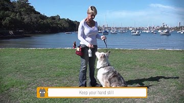 Dog Training using Rufus & Coco Training Clicker and Whistle