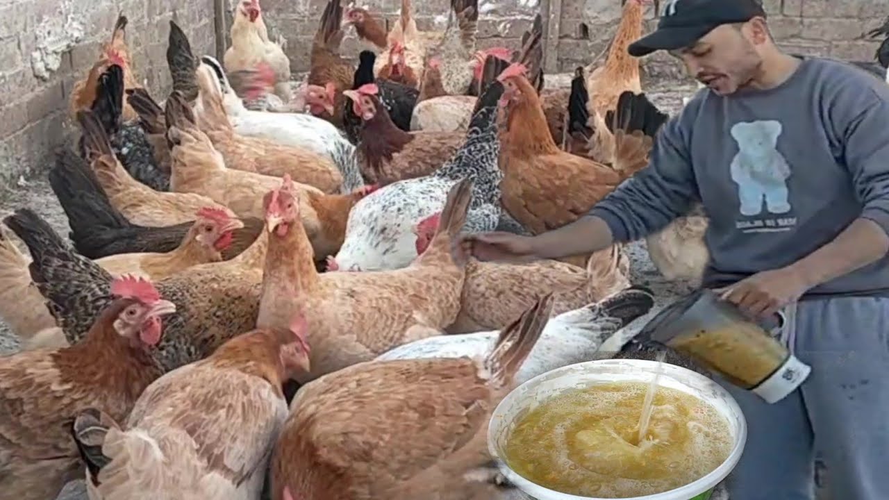 وداعاً لموت الفراخ المفاجئ.. المشروب السحري للقضاء على الشوطة والكششان والبرد! 🐓✨