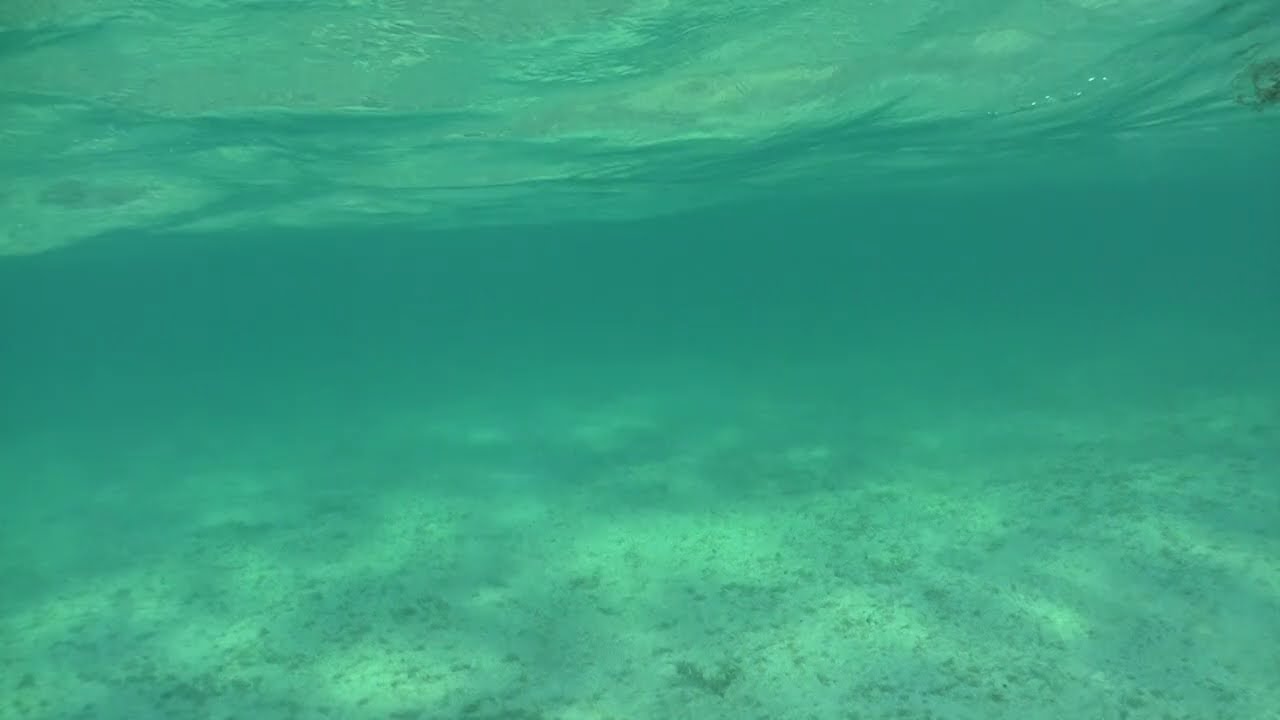 Blacktip Sharks off Harbour Island beach