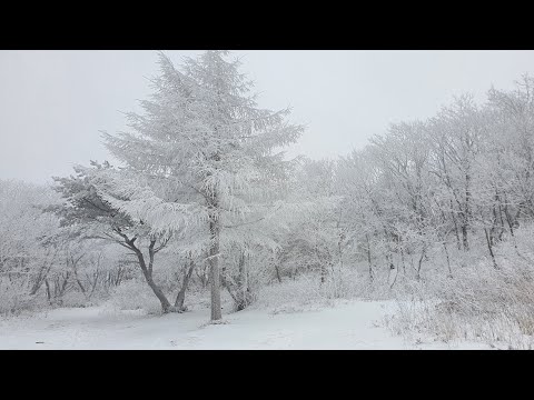 순백의 함백산 상고대 꽃이 만발함 태백 겨울의 일등 관광상품 도깨비 하고 봅시다!