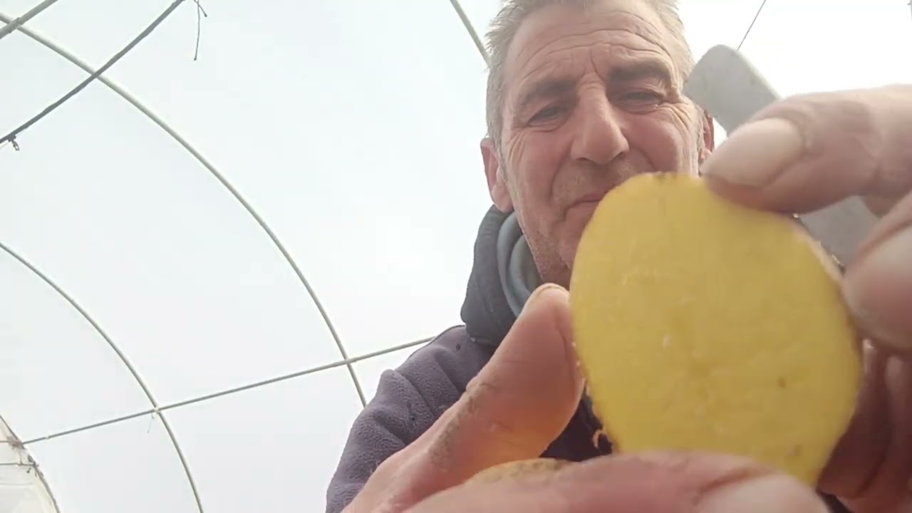 COMO CORTAR LAS PATATAS PARA LA SIEMBRA.🌱🥔🥔🥔🫚🫘