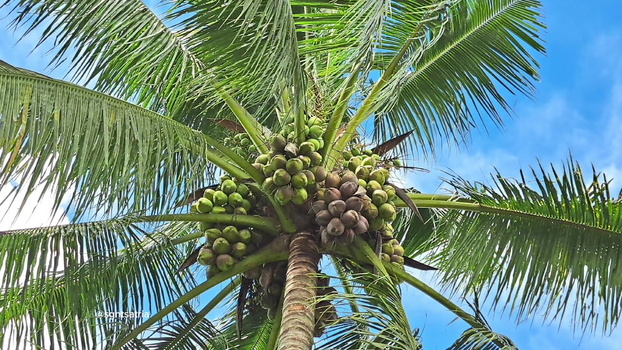 POHON INDUK KELAPA UPAT-UPAT SUDAH BERSERTIFIKAT KEMENTAN RI #infobibit 082127592522