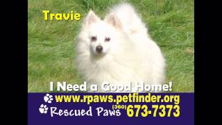 Good Causes in Portland - Rescued Paws adoptable Pets for 09-16-09