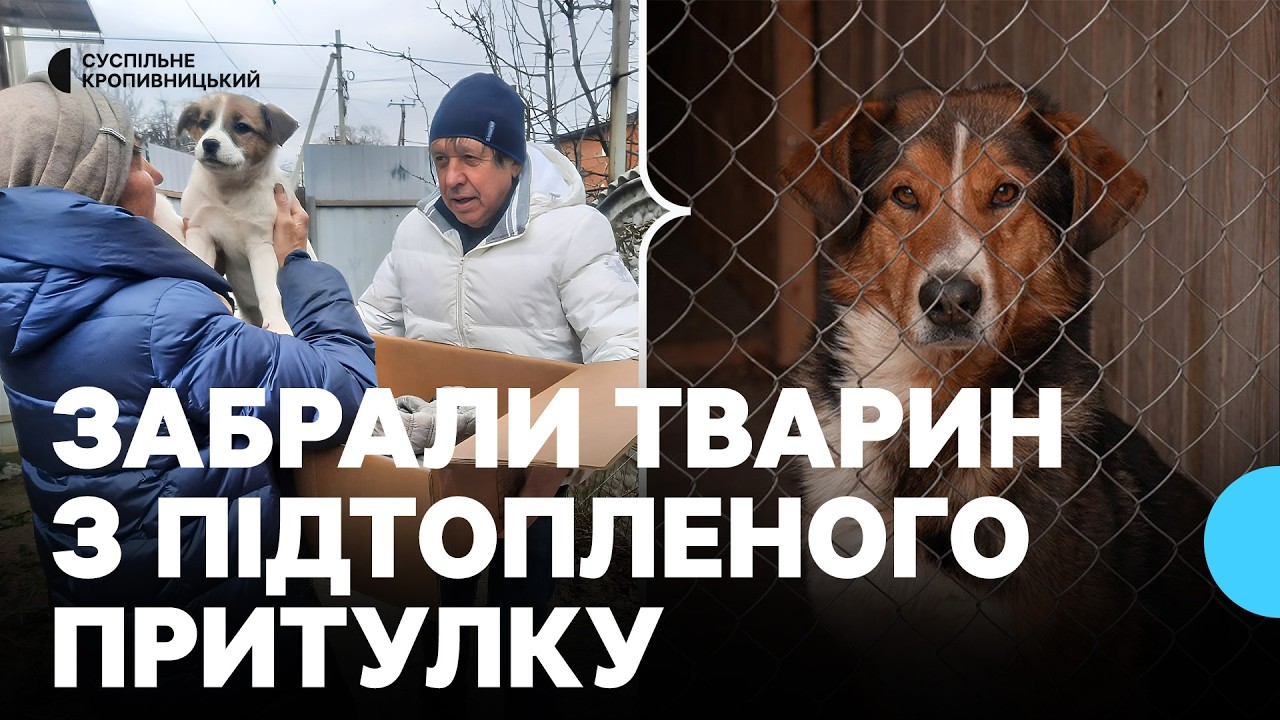 Рятували наляканих й змерзлих собак та цуценят: кропивничани забирали тварин з підтопленого притулку