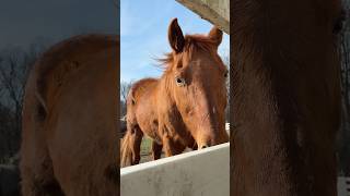 Celebrity Ponies in the sunshine #Springtime #Defrosting #FavoritePlace #HorseBarn #HorseBarnWorker #Horses Wealth