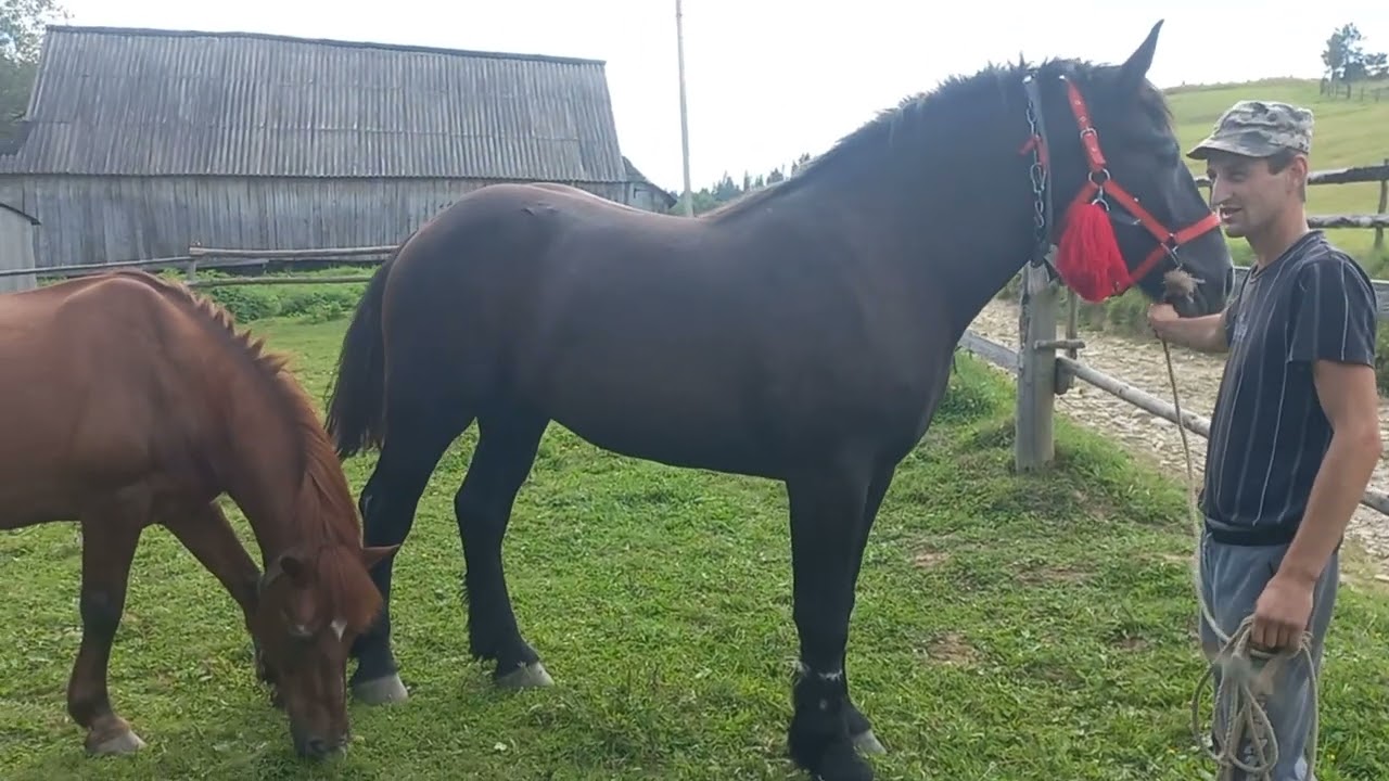 Каріна - сестра Грапа по мамі і Хмари по татові.