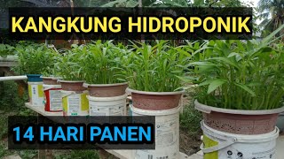 Cara menanam kangkung di ember bekas cat