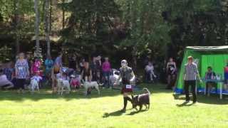 Myggan BIS-1 - Blandras Orust Hundägarförening 20130601