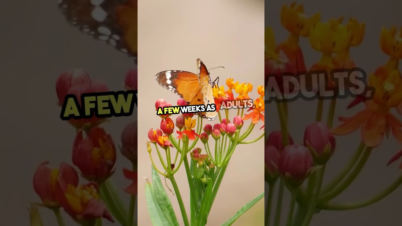 Exploring Enchanting Butterflies of England 