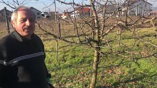 Tăierile De Fructificare La Măr