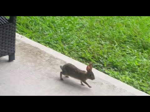 Baby Rabbit on the Porch! | Cece the Cat