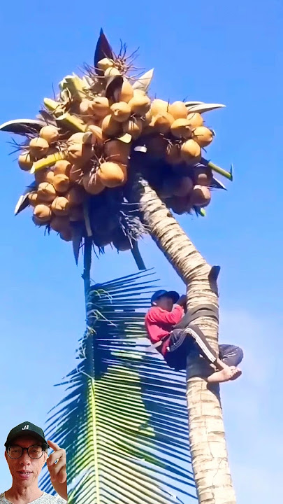 Skill Memotong Pohon Kelapa Tingkat Dewa #agriculture #farming #satisfying