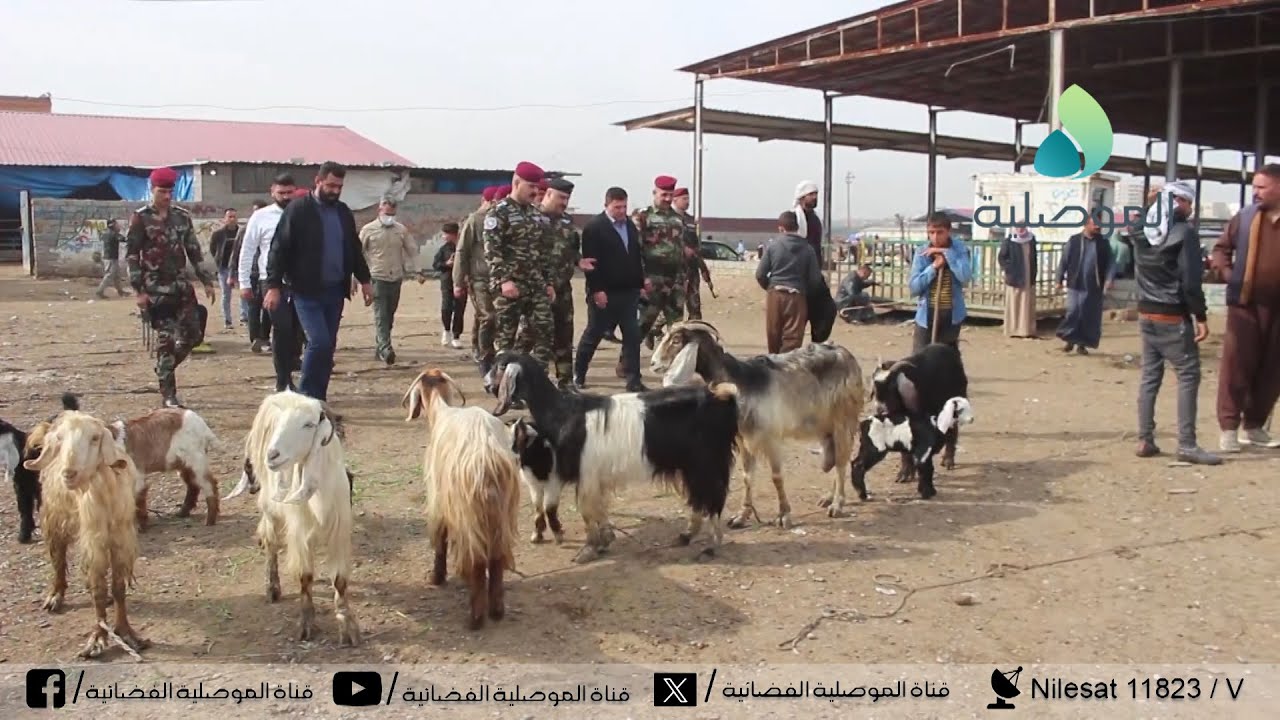 مكافحة الجريمة المنظمة بنينوى تقوم بجولة في سوق المواشي لمراقبة الاسعار