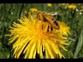 Frühling - springtime - honeybee