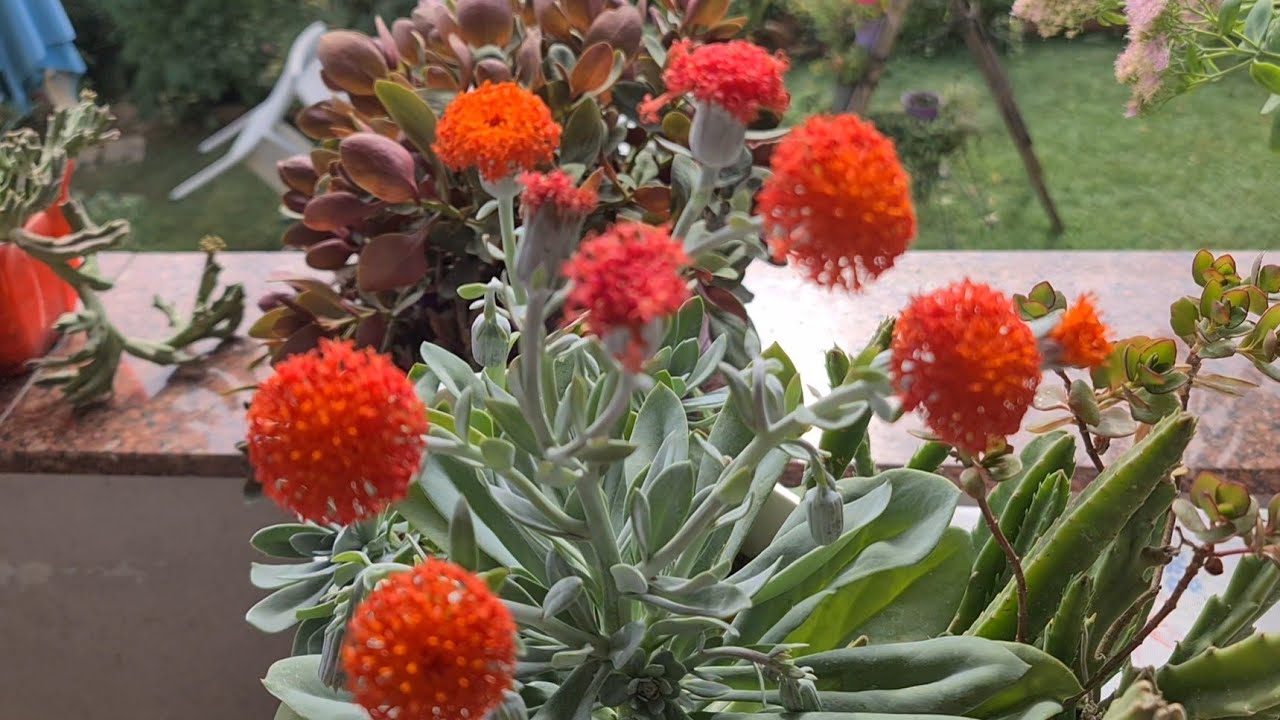 Sonbahar Ateşi(Brillant), Yanardağ Ateşi(Fulgens) ve Balkonda Sukulent & Kaktüsler Hakkında Haberler