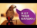 Попугай жако Петруня смеется над своим отражением🐦😂