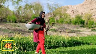 Rural Daily life in Afghanistan|what an Afghan girl do?